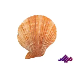 صدف کد 1170070 - گروه هنری میلاد