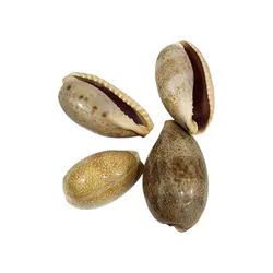 صدف کد 1170069 - گروه هنری میلاد