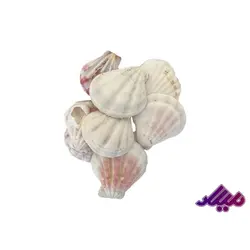 صدف کد 1170042 - گروه هنری میلاد
