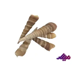 صدف کد 1170040 - گروه هنری میلاد