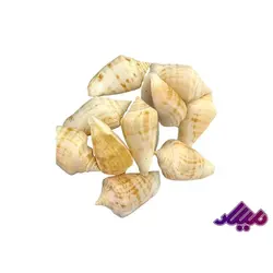 صدف کد 1170041 - گروه هنری میلاد