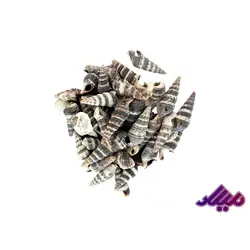 صدف کد 1170038 - گروه هنری میلاد