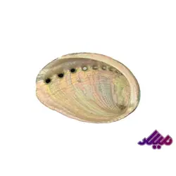 صدف کد 1170037 - گروه هنری میلاد