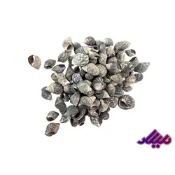 صدف کد 1170036 - گروه هنری میلاد