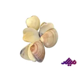 صدف کد 1170024 - گروه هنری میلاد