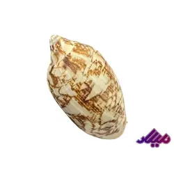 صدف کد 1170025 - گروه هنری میلاد