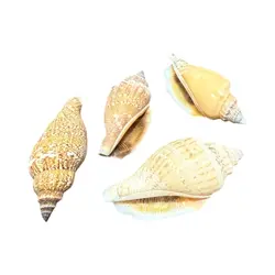 صدف کد 1170006 - گروه هنری میلاد