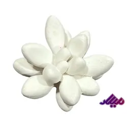 قالب سیلیکونی کاکتوس چند پر کد 2 قطر 5 سانت ارتفاع 3 سانت - گروه هنری میلاد