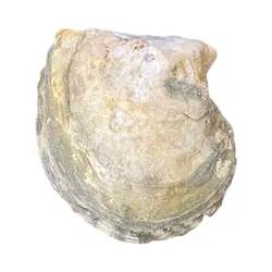 صدف کد 1170133 - گروه هنری میلاد