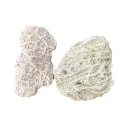 صدف کد 1170136 - گروه هنری میلاد