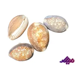 صدف کد 1170134 - گروه هنری میلاد