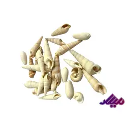 صدف کد 1170116 - گروه هنری میلاد