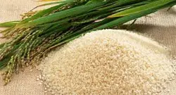 برنج نیم دانه هاشمی 10 کلویی