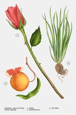 عطر زارا زنانه رایحه جذابیت لایتناهی