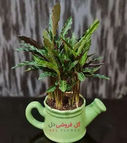 گیاه مارانتا مخملی 981A