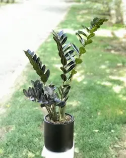 تراریوم هدیه خاص و ماندگار 930