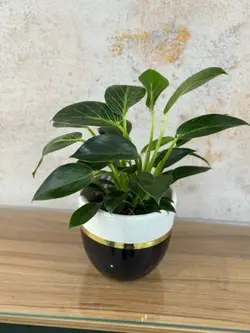 تراریوم مناسب هدیه رسمی 925