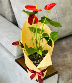گلدان گل آنتوریوم 931
