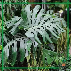 برگ انجیری پنجه شیری