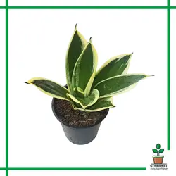 سانسوریا پاکوتاه بلک گلد