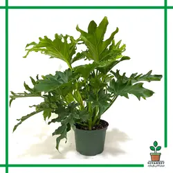 برگ انجیری فر غول پیکر