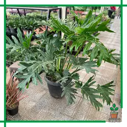 برگ انجیری فر غول پیکر