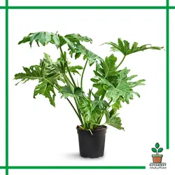 برگ انجیری فر غول پیکر