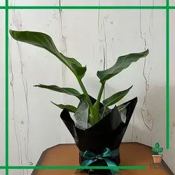 گیاه مرغ بهشتی هدیه ای خاص