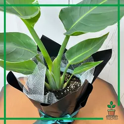 گیاه مرغ بهشتی هدیه ای خاص