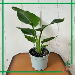 گیاه مرغ بهشتی هدیه ای خاص