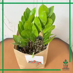 زاموفیلیا هدیه ای ماندگار