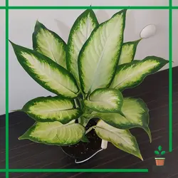 دیفن کاملیا مینیاتوری