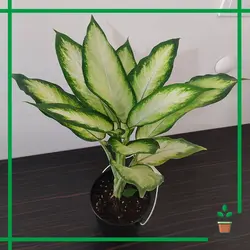 دیفن کاملیا مینیاتوری