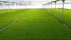 سینی کشت علوفه و برنج (مشکی رنگ)