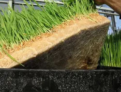 سینی کشت علوفه و برنج (مشکی رنگ)