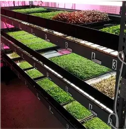 سینی کشت علوفه و برنج (مشکی رنگ)