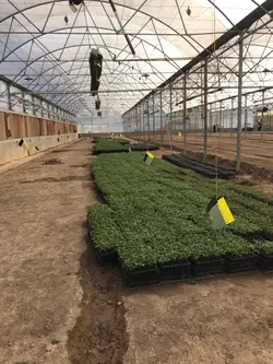 سینی نشاء 112 حفره یکبار مصرف