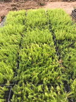 سینی نشاء 112 حفره یکبار مصرف