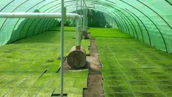 سینی نشاء 162 حفره یکبار مصرف