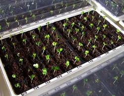 سینی نشاء 162 حفره یکبار مصرف