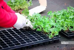 سینی نشاء 162 حفره یکبار مصرف