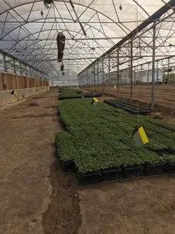 سینی نشاء 162 حفره یکبار مصرف