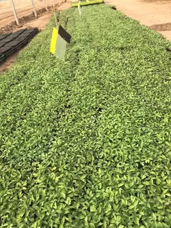 سینی نشاء 162 حفره یکبار مصرف