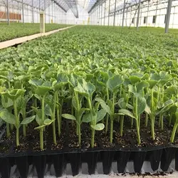 سینی نشاء 128 حفره یکبار مصرف