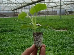 سینی نشاء 128 حفره یکبار مصرف