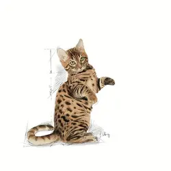 پوچ گربه استریلایزد خورشتی رویال کنین – Royal Canin Sterilised