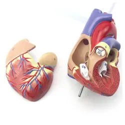 بازی آموزشی مدل مولاژ آناتومی قلب انسان کد A027