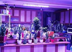 وال واشر LED رشد گیاه ۲۴ وات ~ ۷۲wl فول اسپکتروم