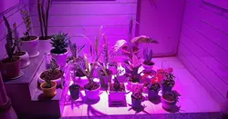 پروژکتور ۲۰ وات ~ ۶۰wl رشد گل و گیاه فول اسپکتروم