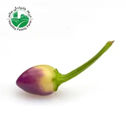 فلفل مکزیکی